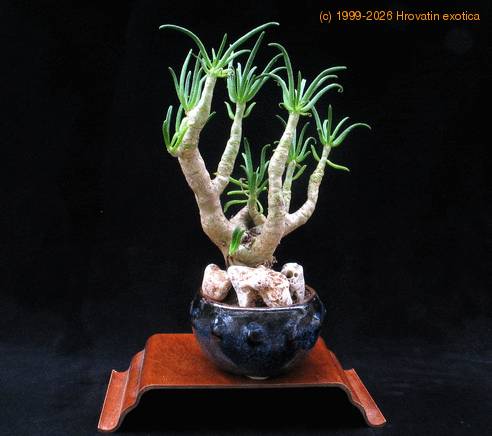 Cotyledon reticulata