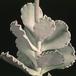Cotyledon undulata-1401