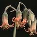 Cotyledon undulata-1402