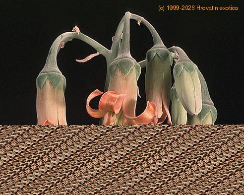 Cotyledon undulata-1402