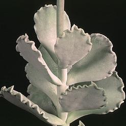 Cotyledon undulata