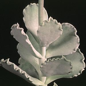 Cotyledon undulata