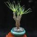 Cotyledon wallichii 2
