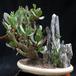 Crassula arborescens 1