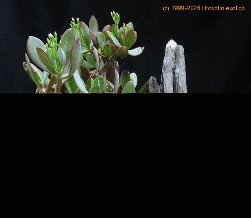 Crassula arborescens 1