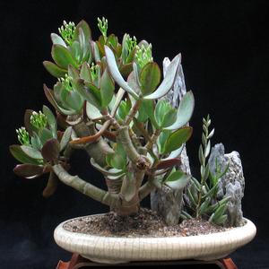 Crassula arborescens