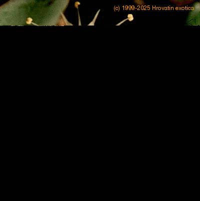 Crassula arborescens flower 1356