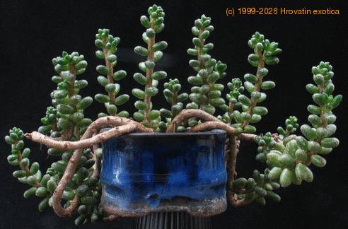 Crassula coralina 1