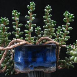 Crassula corallina
