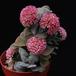 Crassula cv.Morgan Beauty 1