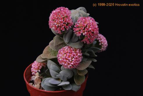 Crassula cv.Morgan Beauty 1