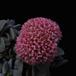 Crassula cv.Morgan Beauty 2