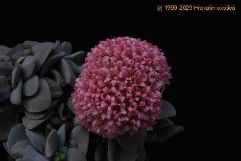 Crassula cv.Morgan Beauty 2