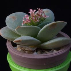 Crassula cv.Morgan Beauty