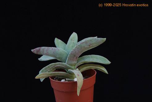 Crassula falcata-1