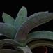 Crassula falcata-2