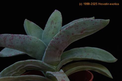 Crassula falcata-2