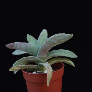 Crassula falcata