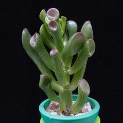 Crassula hobbit cv.