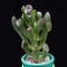 Crassula hobbit MOP