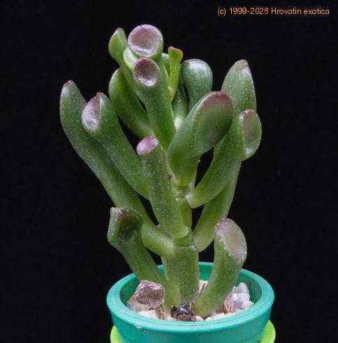 Crassula hobbit MOP