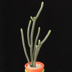 Crassula lycopodioides
