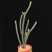 Crassula lycopodioides MOP