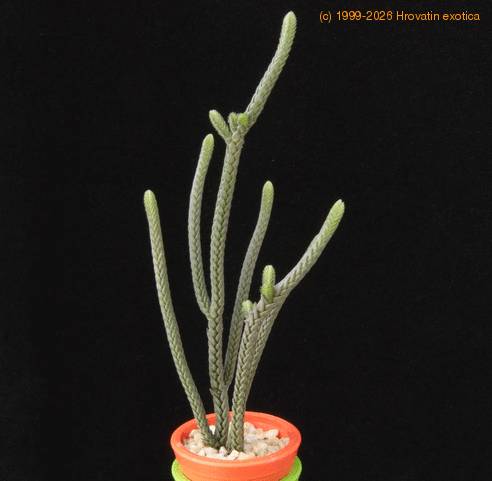 Crassula lycopodioides MOP