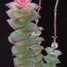 Crassula marnieriana