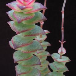 Crassula marnieriana
