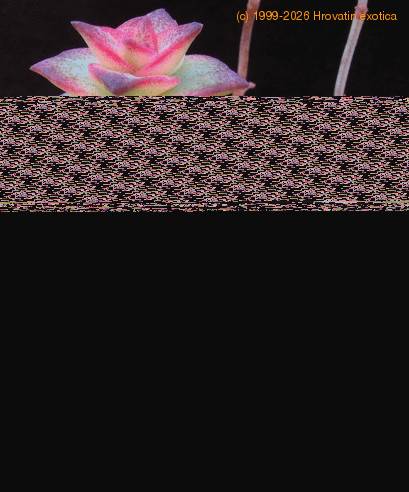 Crassula marnieriana