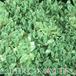 Crassula milfordiae 1085