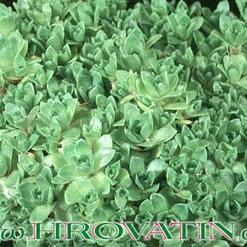 Crassula milfordiae