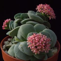 Crassula Morgan beauty