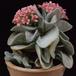 Crassula Morgan beauty f MOP