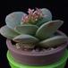 Crassula Morgan beauty MOP