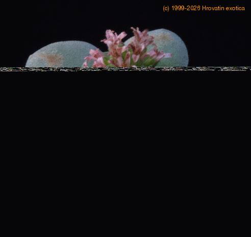 Crassula Morgan beauty MOP