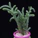 Crassula muscosa MOP