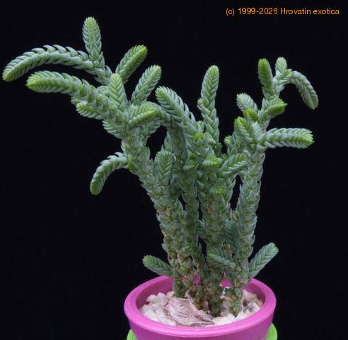 Crassula muscosa MOP
