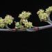 Crassula perforata 1