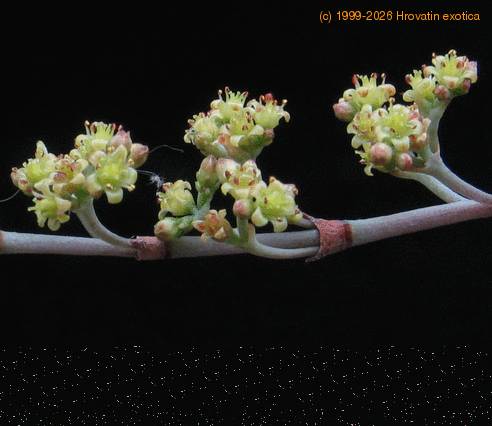 Crassula perforata 1