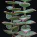 Crassula perforata 2