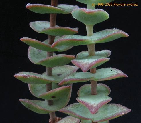 Crassula perforata 2