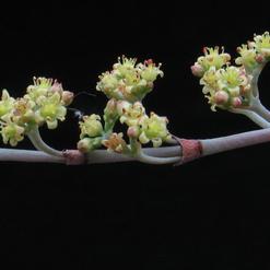 Crassula perforata