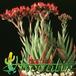 Crassula pulverulenta 1237