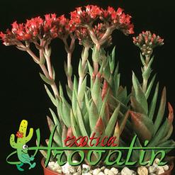 Crassula pulverulenta