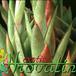 Crassula pulverulenta leaf 1239