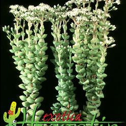 Crassula rupestris