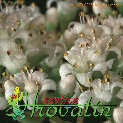 Crassula rupestris flower 1226