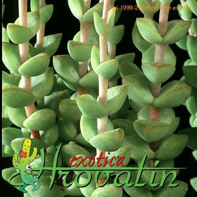 Crassula rupestris thorn 1227